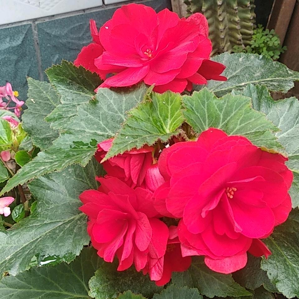 ꧁꫞꯭有花有我꫞꧂