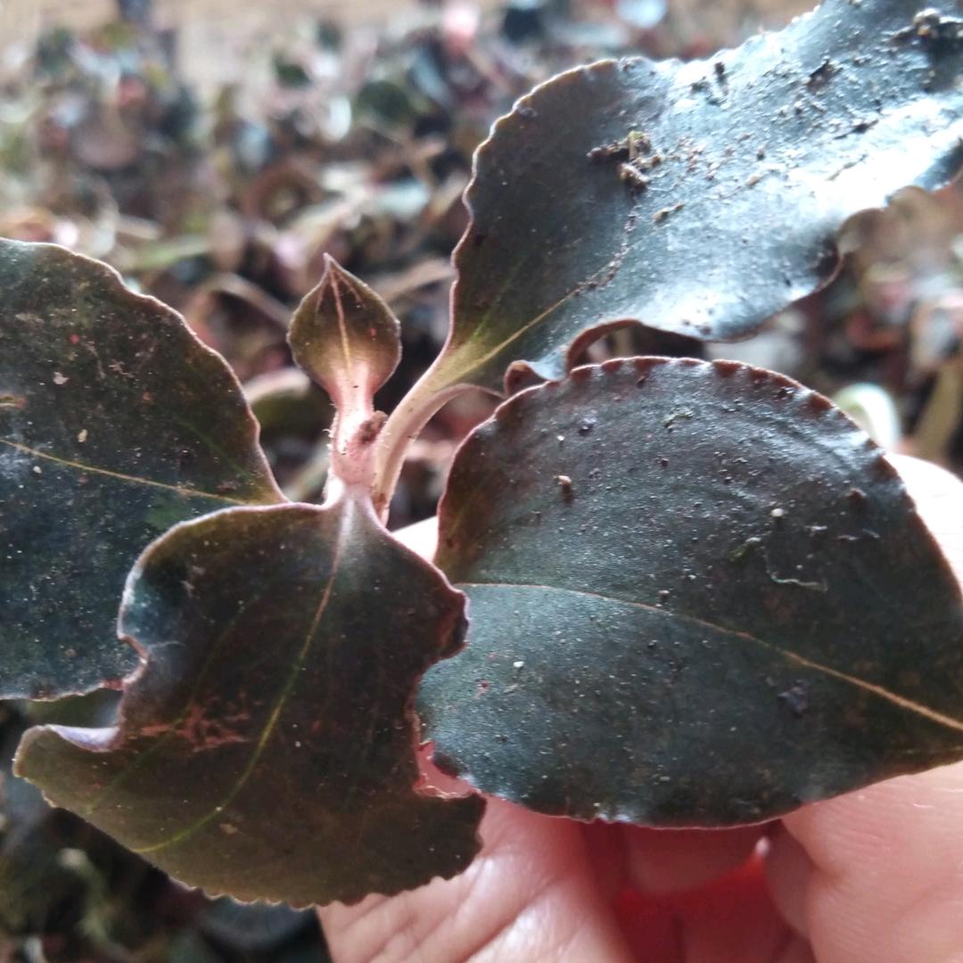 伊甸园，野生金线莲，