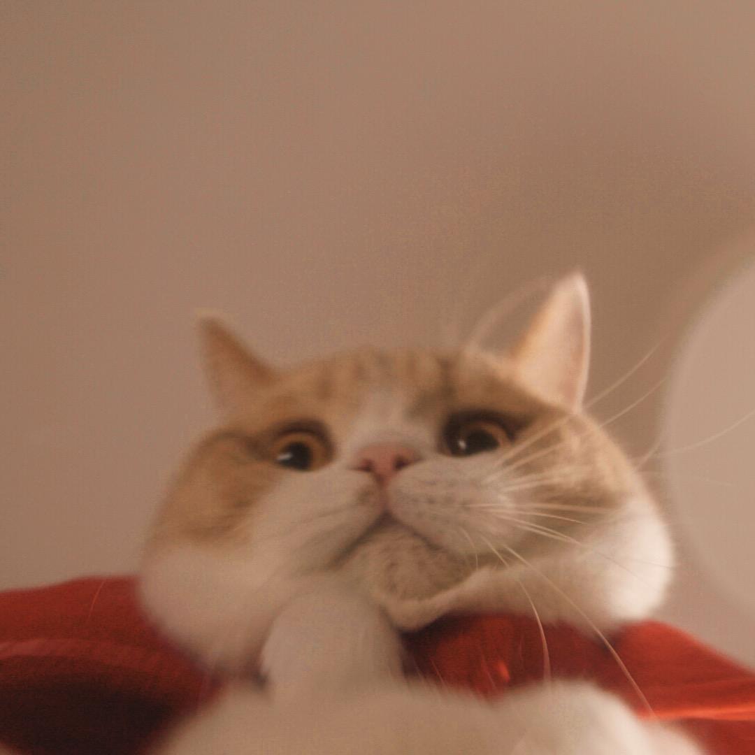 奶糕成精档案社@抖音