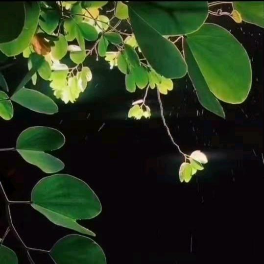 秦界君