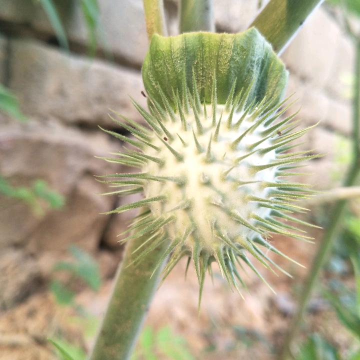 莫