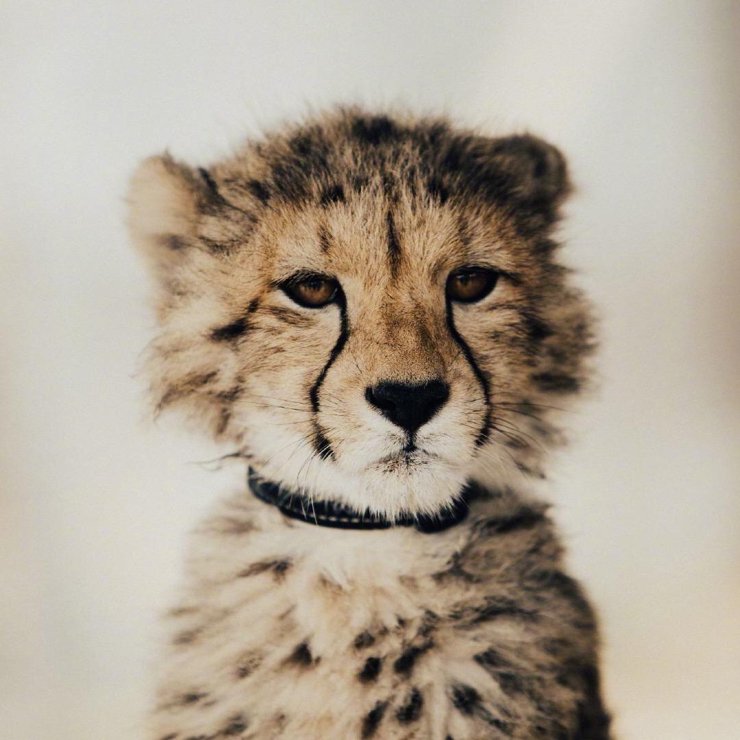 园长大人是我 👑