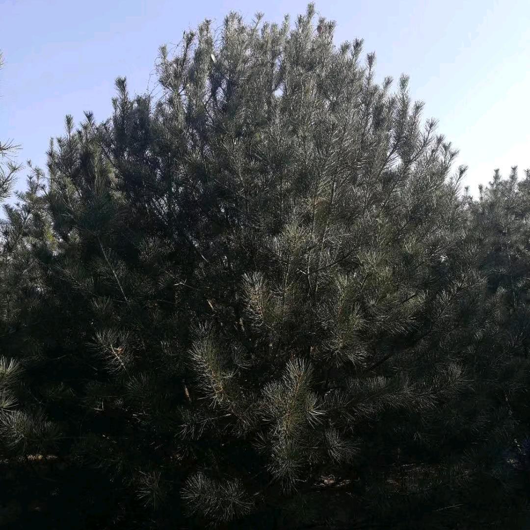 潍坊苗木绿化李月军