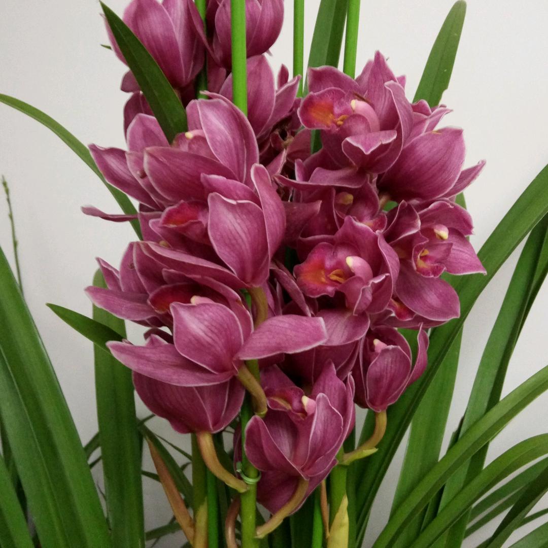 @玲儿～阿东皮具护理