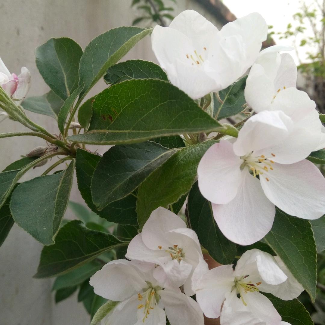 菱…………