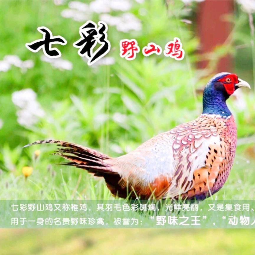 活体苗禽厂家华丰孵化场
