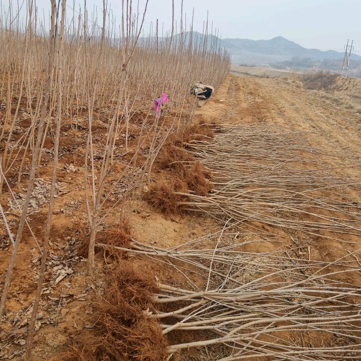 胜旺大樱桃苗木合作社