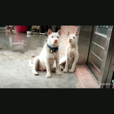 蛇狗小山兄