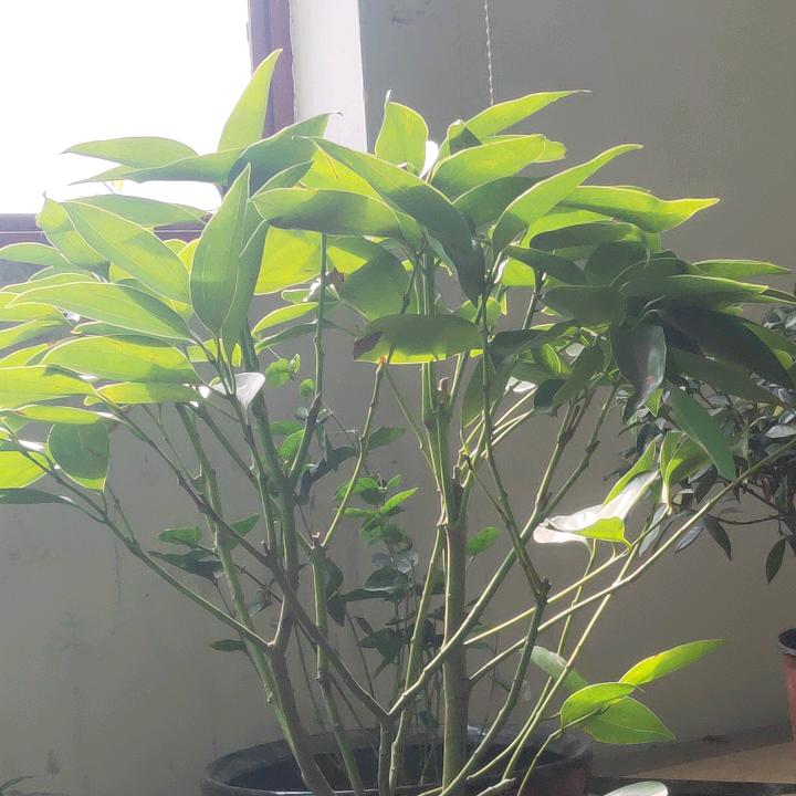 白寨村陈朝盈