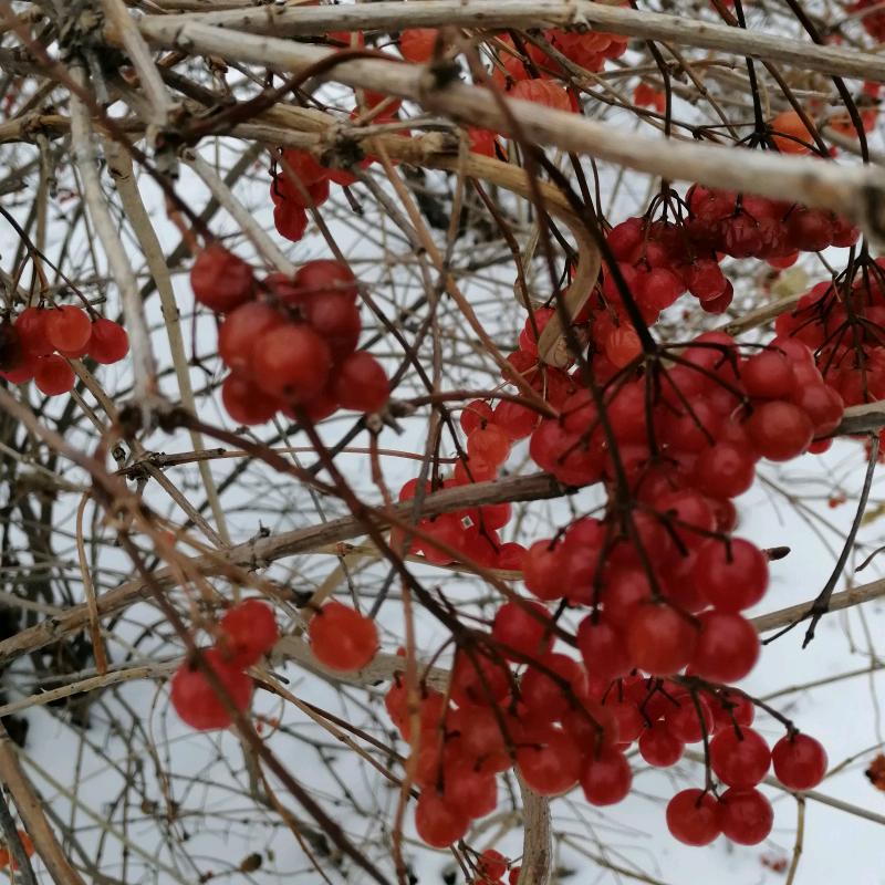 百香果