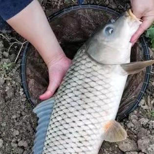 🐟钓鱼技巧分享
