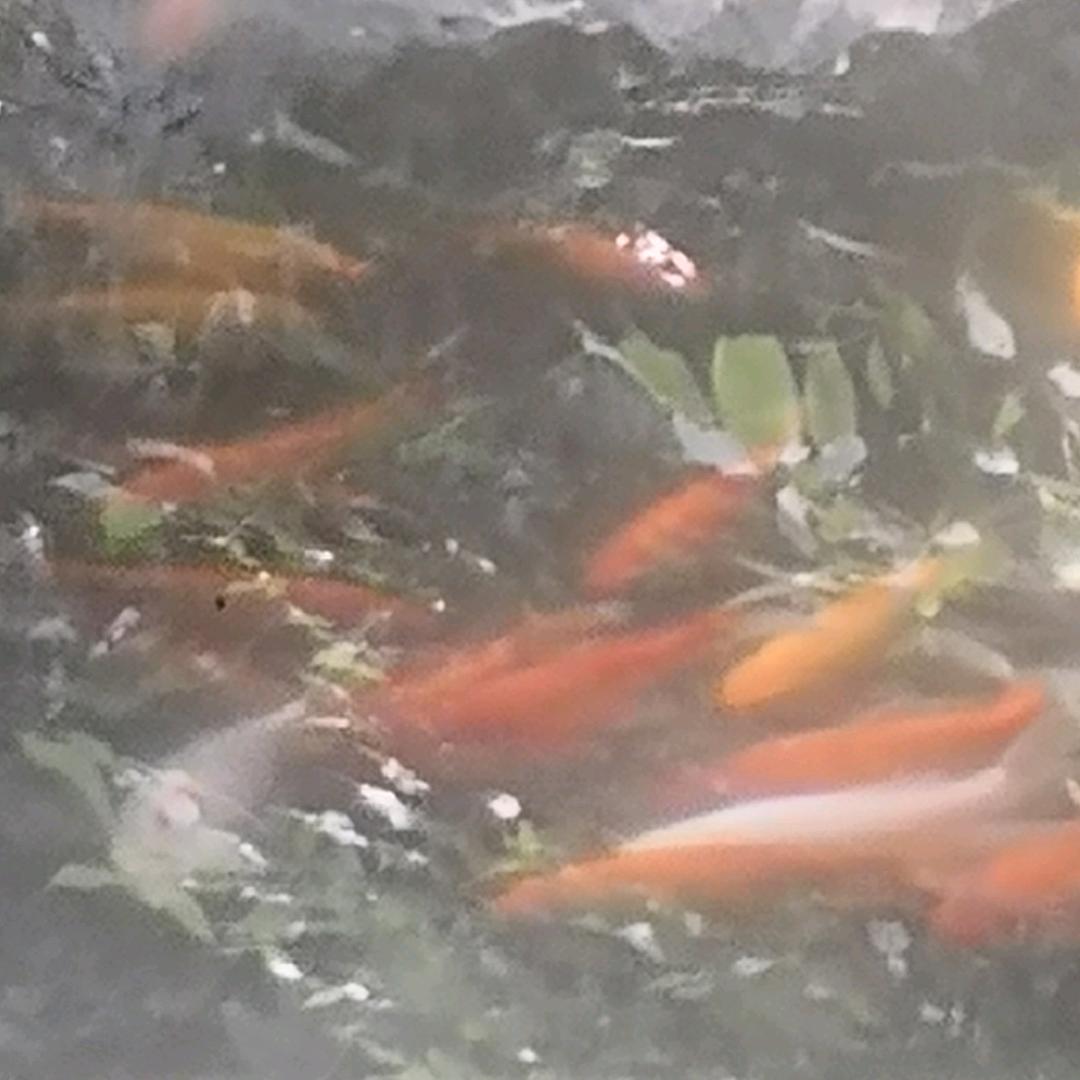 我本来就很帅