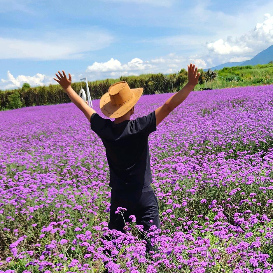 罗勇蜂糖李优品店