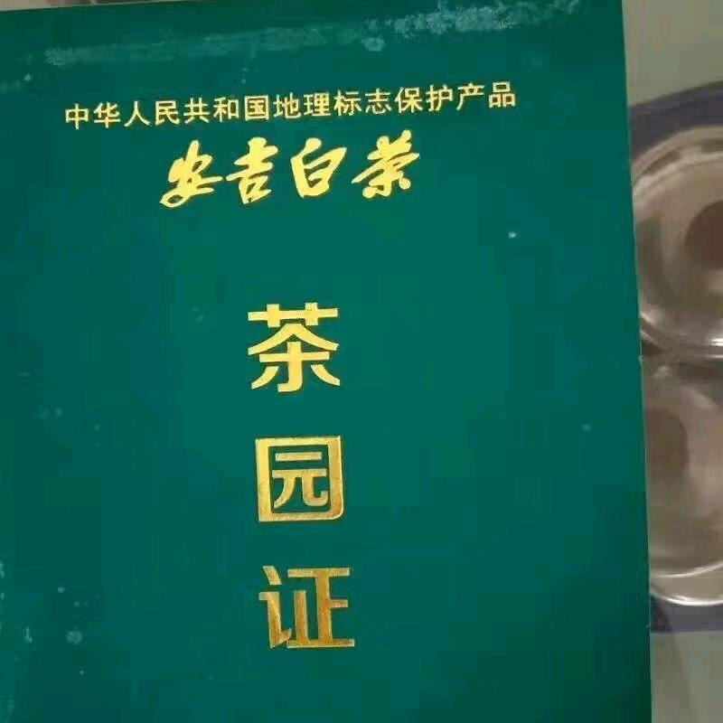 马哥茶叶