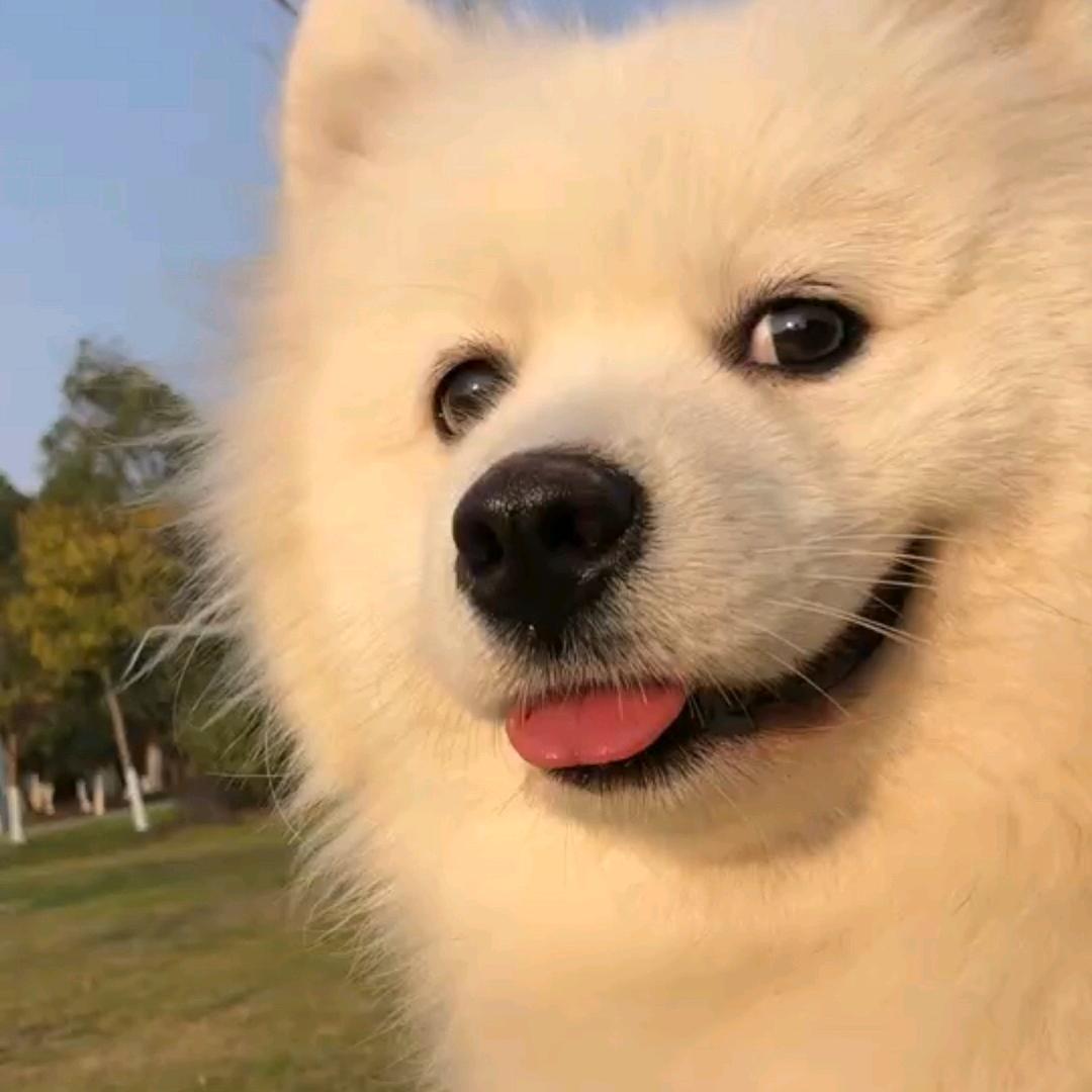 大眼睛冰糖