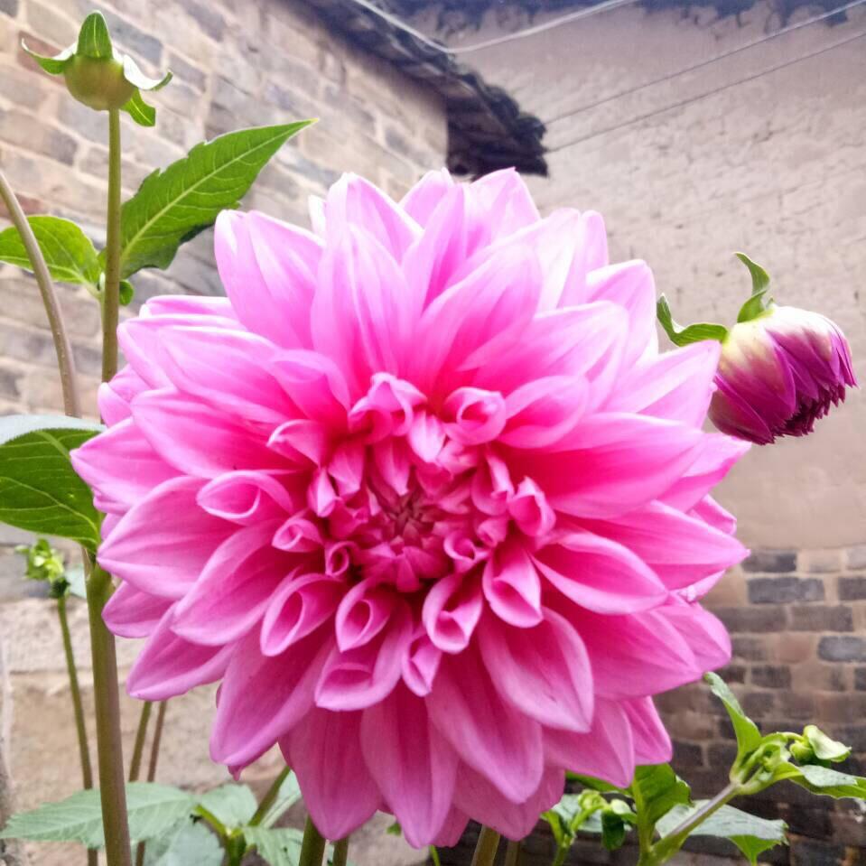 🌸 小铃铛  🌸