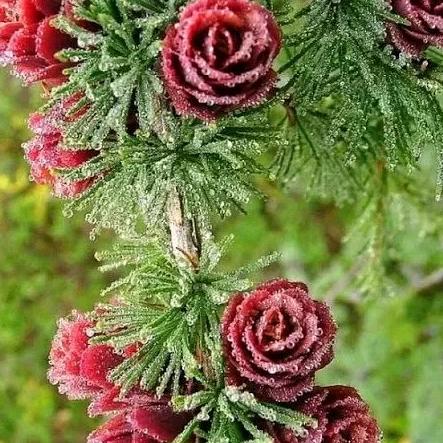 用户608937267春暖花开