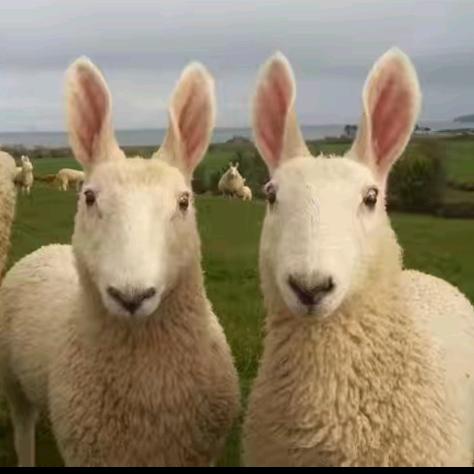 🐯麟角虎翅🐯