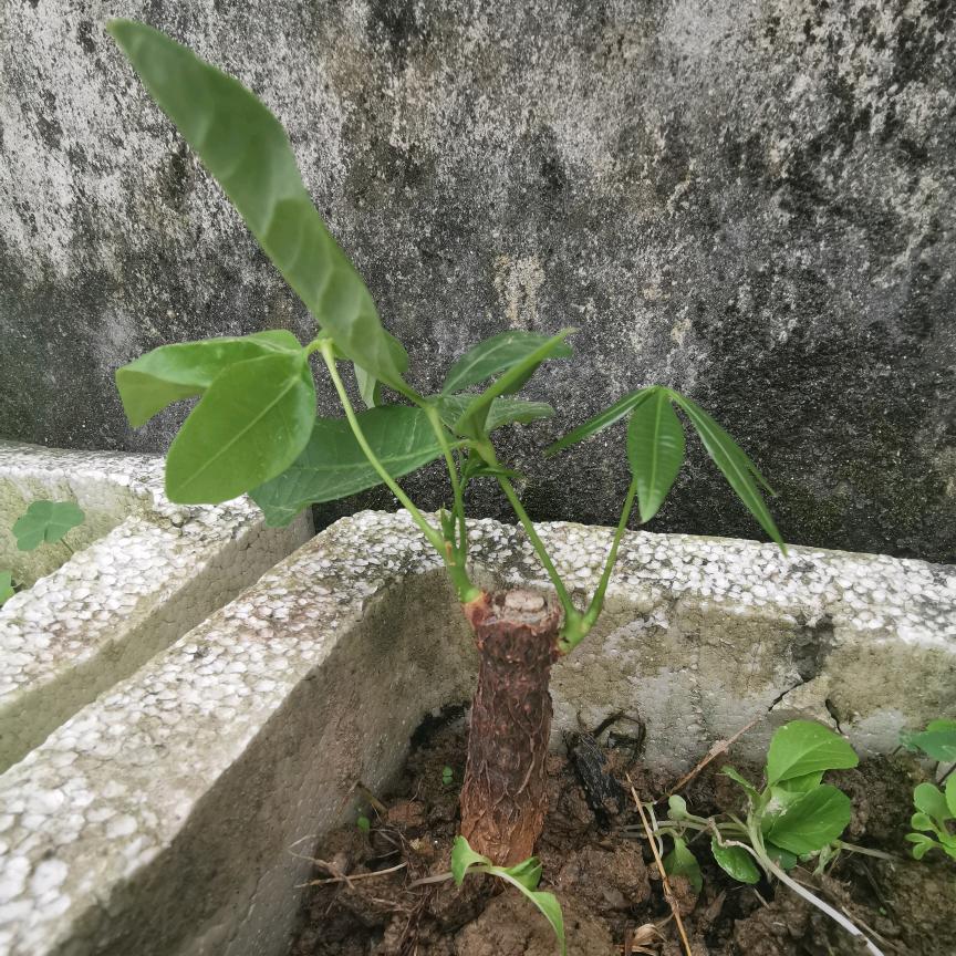 洽仔