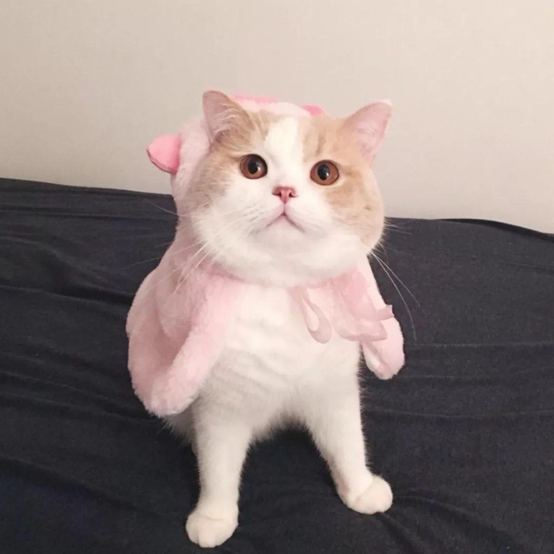 🌸阮