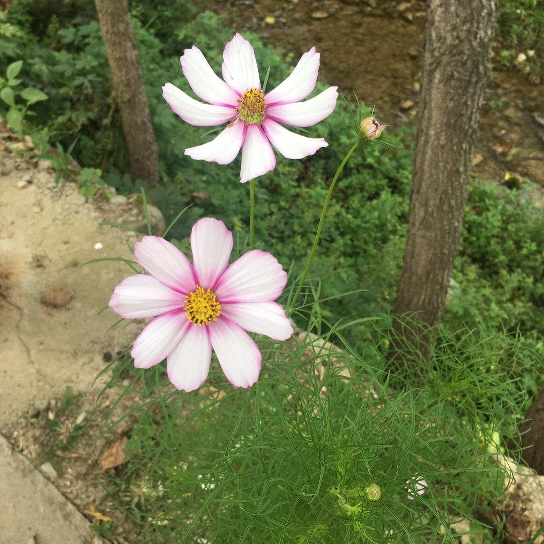 ღ᭄ꦿ满眼星陈ღ᭄ꦿ