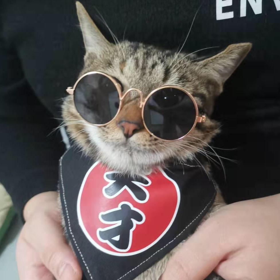 喵大厨