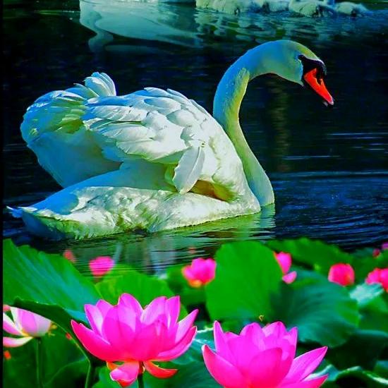 幸福爱神来敲门