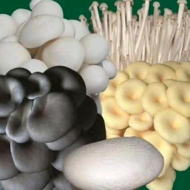 陕西华盖朵朵菌业有限公司