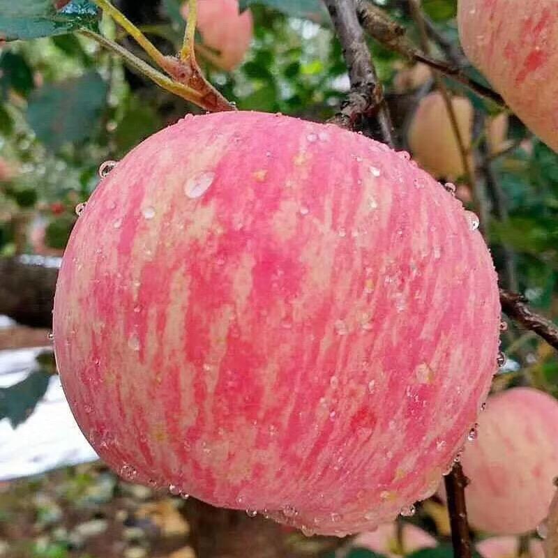 苹果