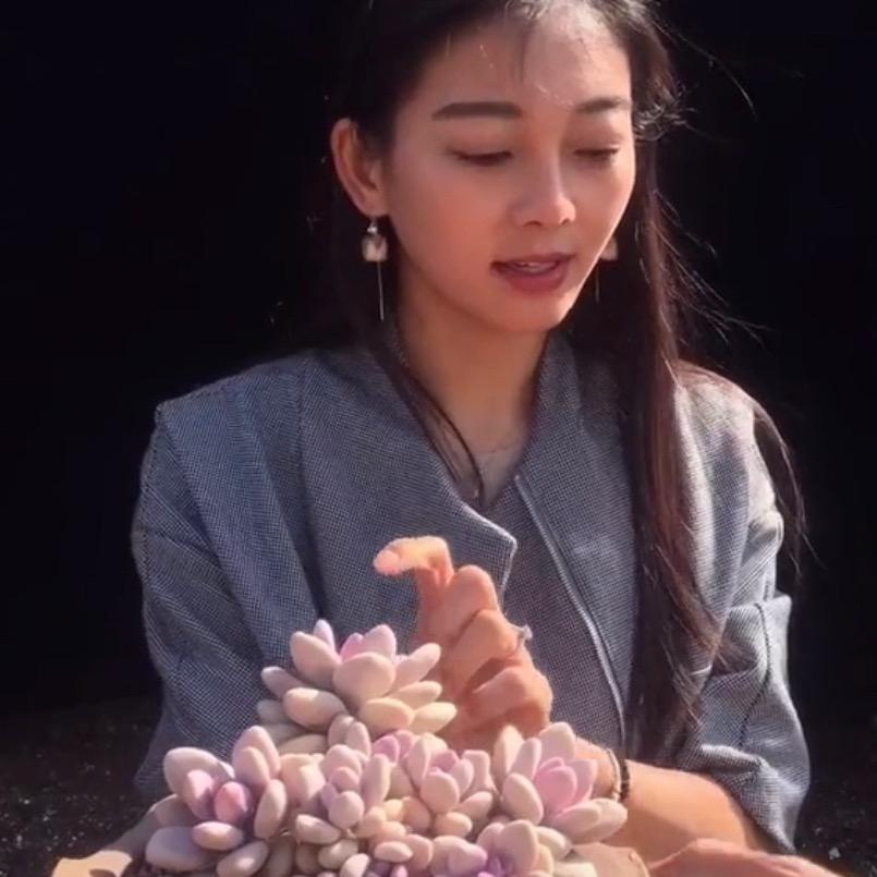 云漫多肉