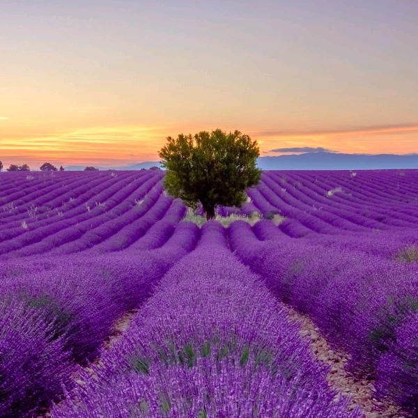 一缕阳光（欧阳）