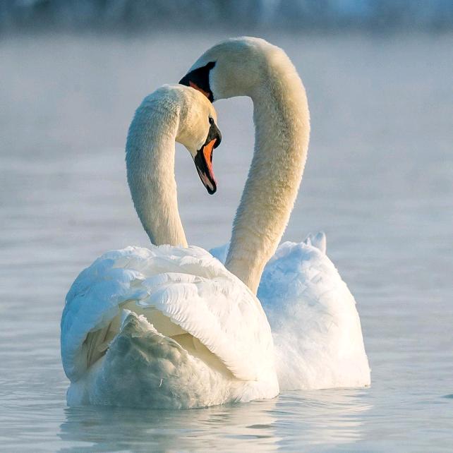 山村姑娘（拒绝私聊）