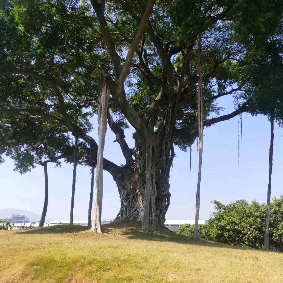 任哥