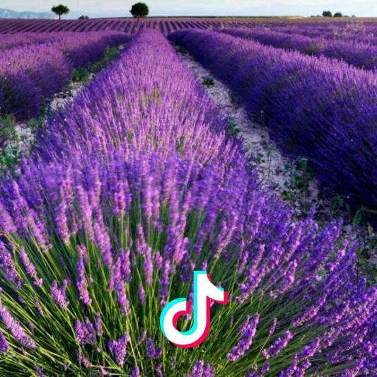 菊💜 花 💜 朵💜 朵💜 开