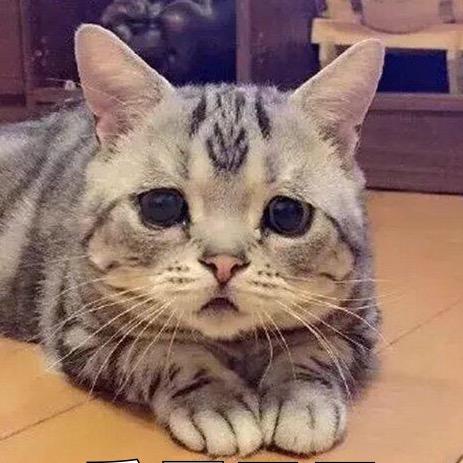 MaxKami（工地搬砖👷🏻‍♂️）