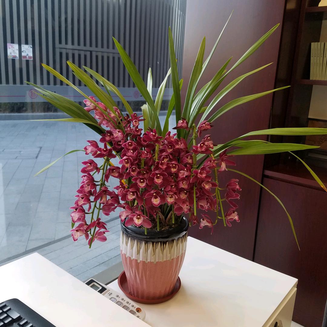 绿植租摆 园林绿化