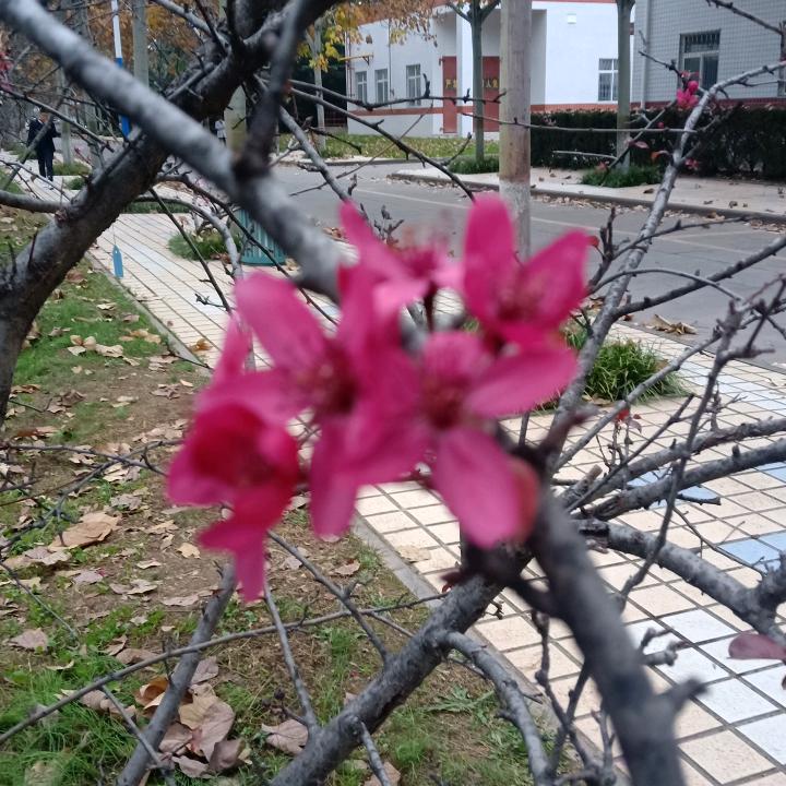 快乐的鱼（连赞拉黑）