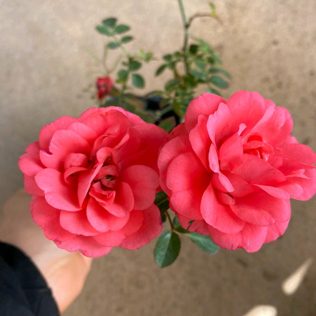 如意郎君瓜果蔬菜基地