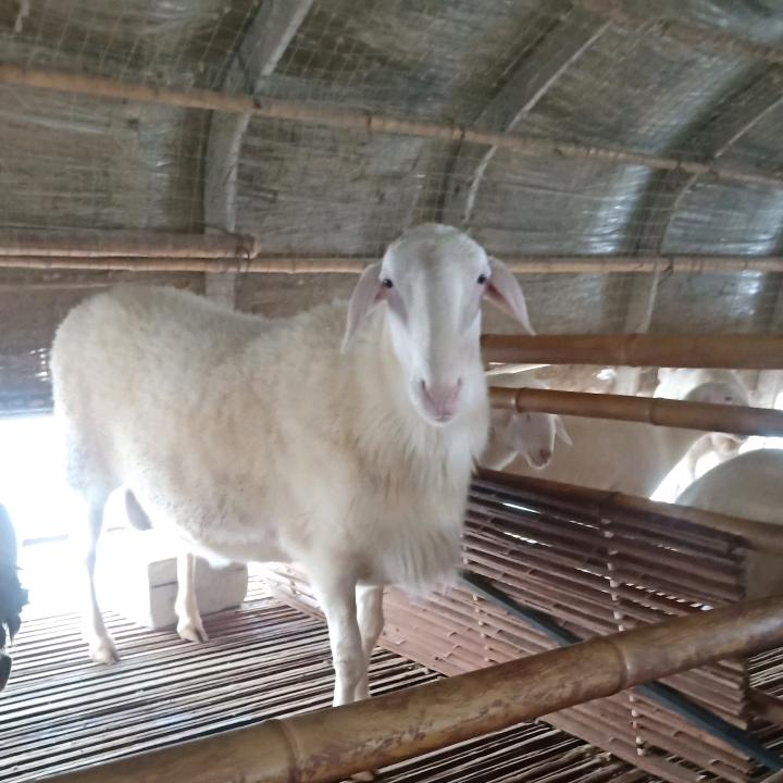 李根湖羊养殖