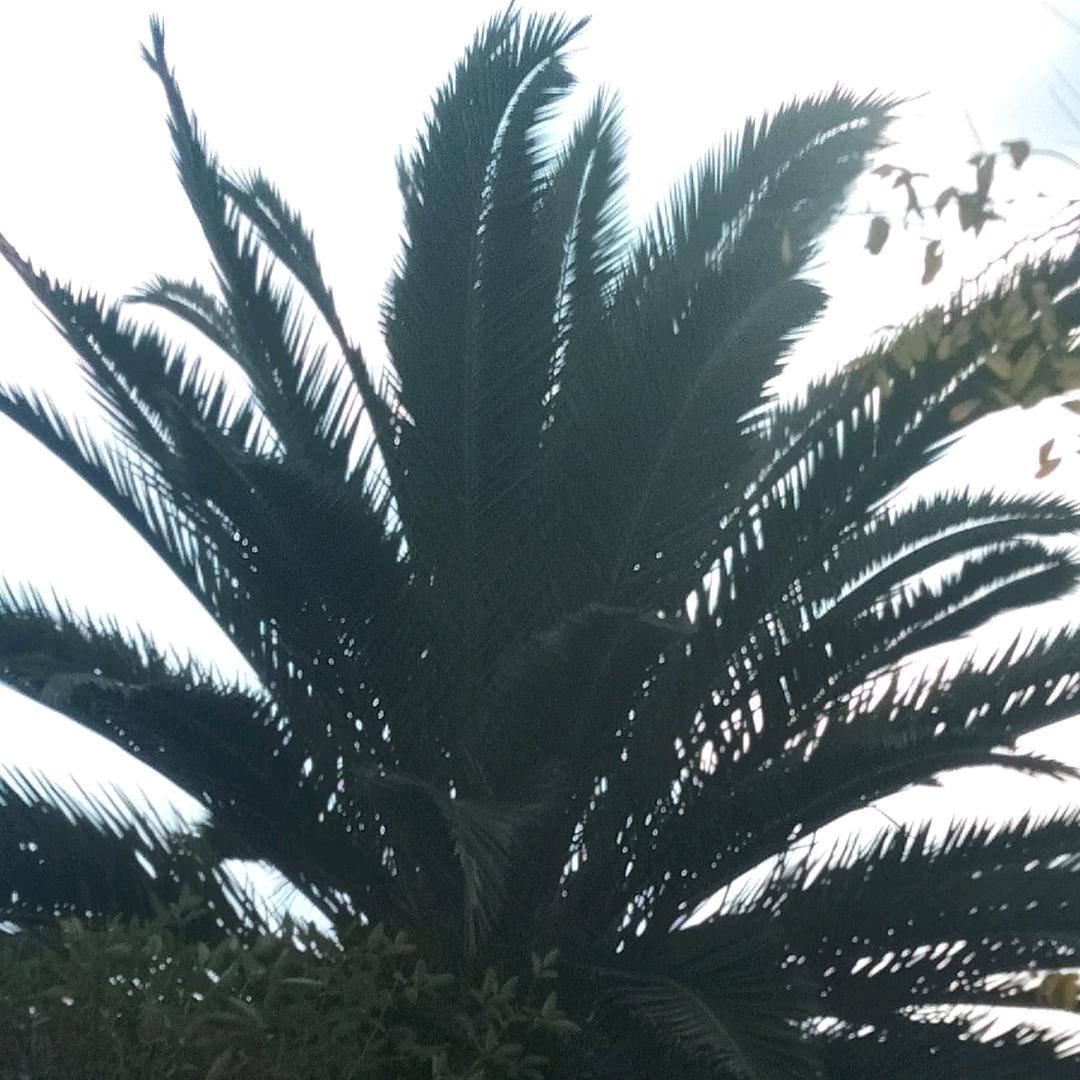 浮云随风