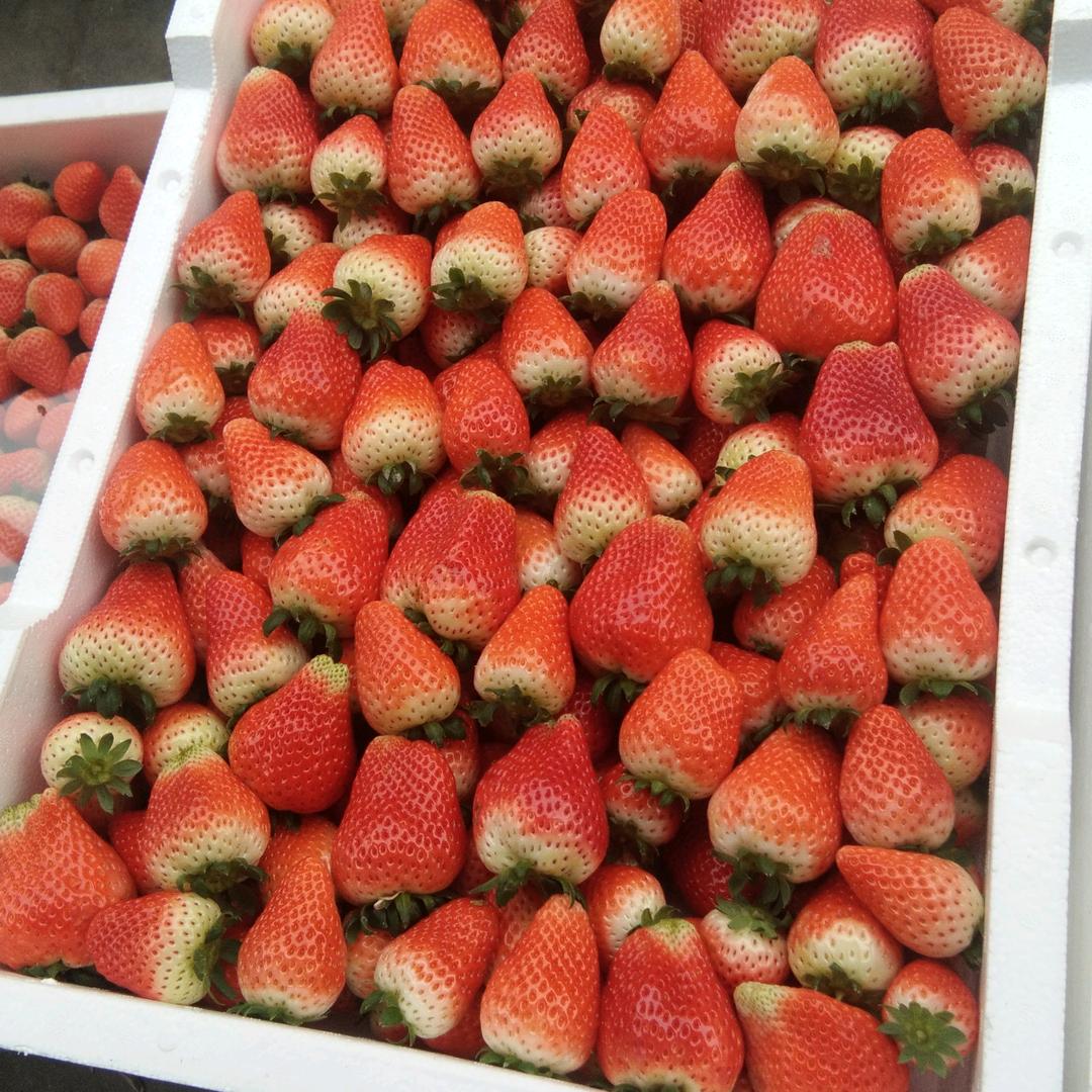 一恒农业文冬冬