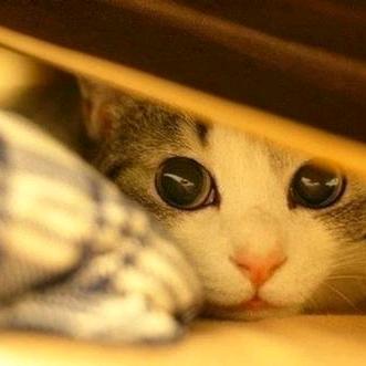 云顶猫咪