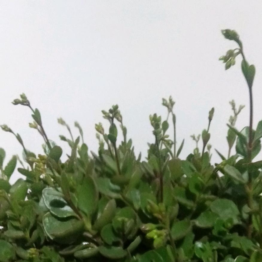 海洋