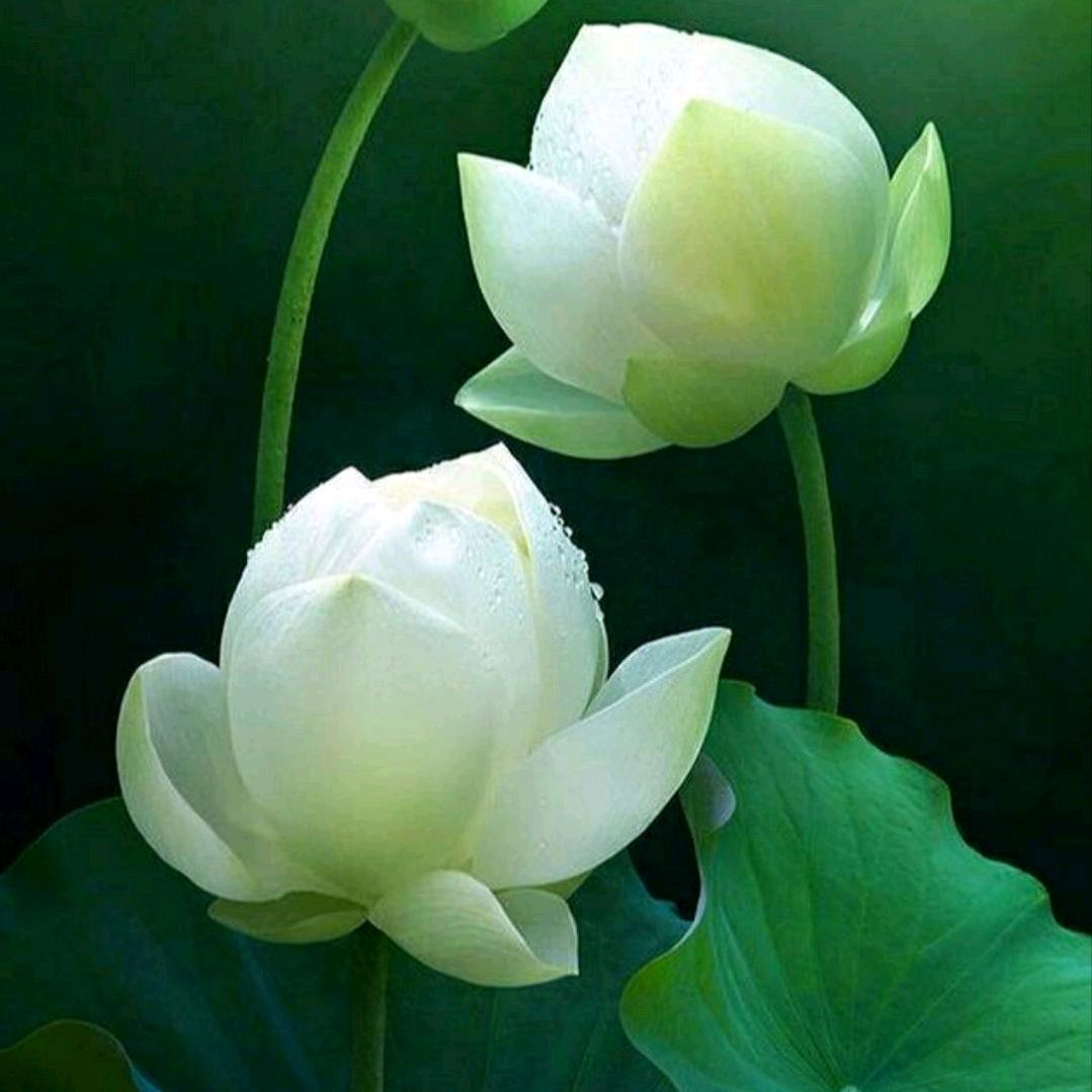 芙蓉