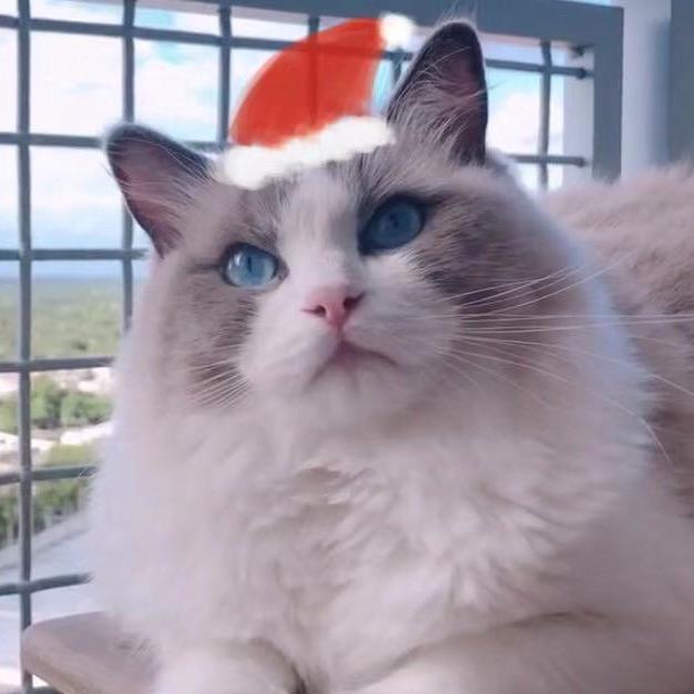 脚脚是只猫