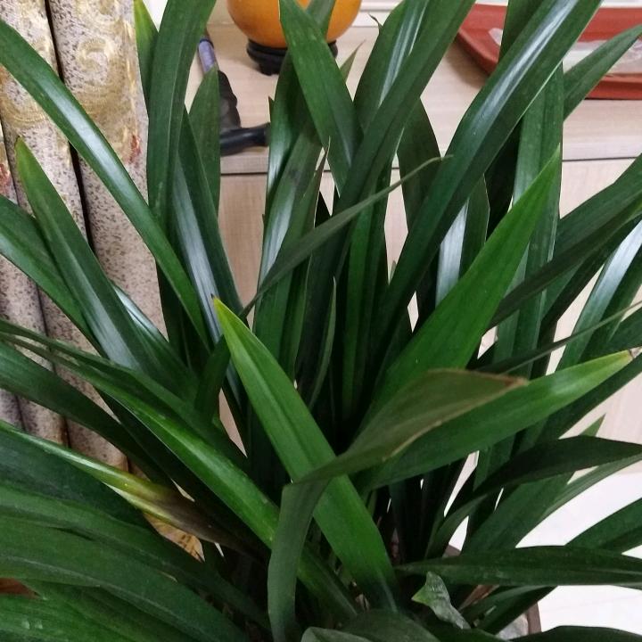 ⭐《响尾蛇》🇨🇳