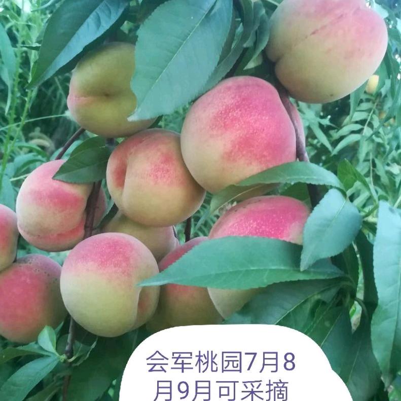 会军家庭农场草莓代办采摘