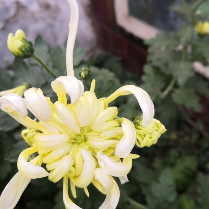 郭哥（马到成功）