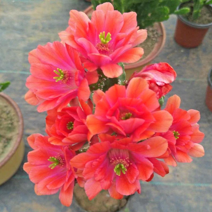 梓烨太阳花