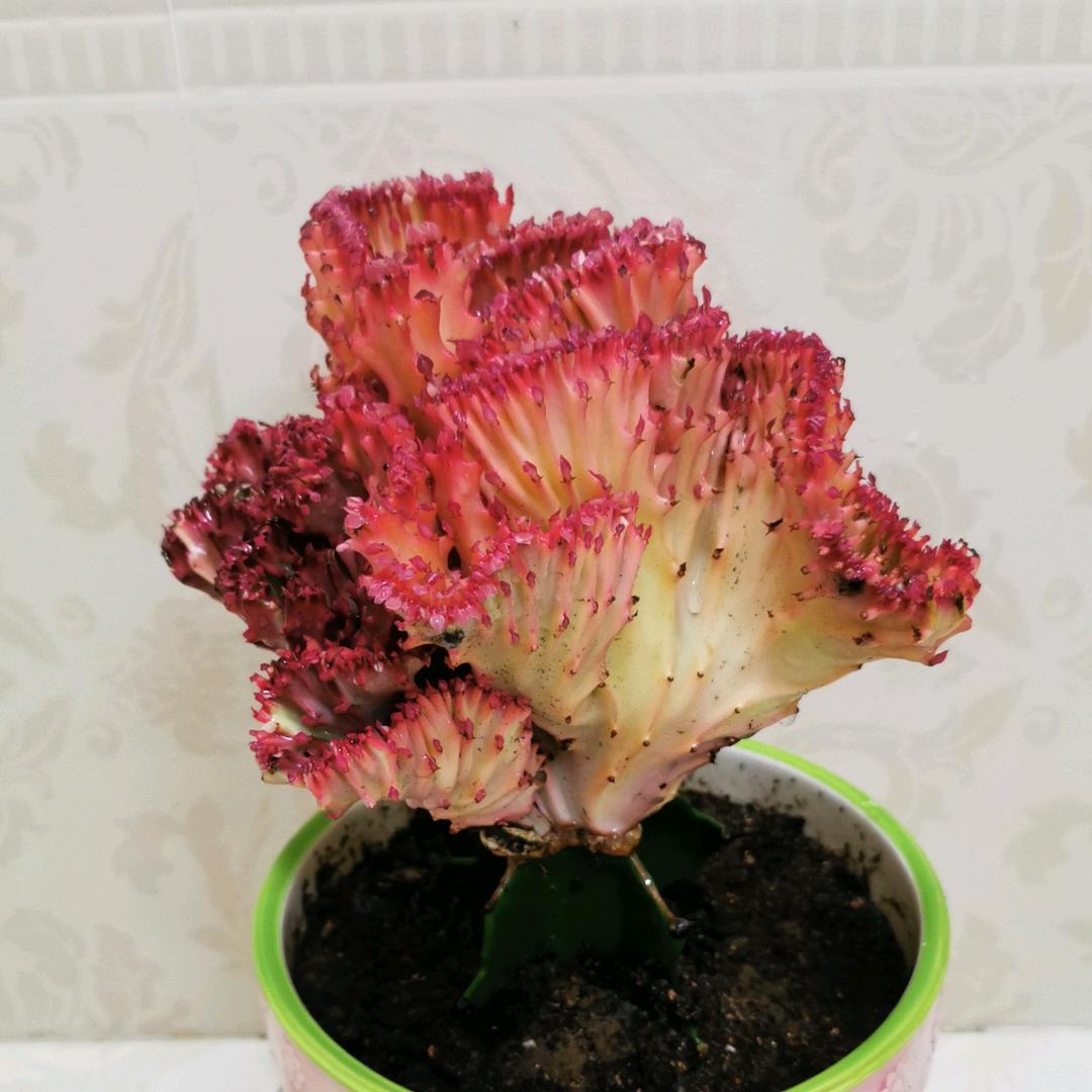 花美舒心